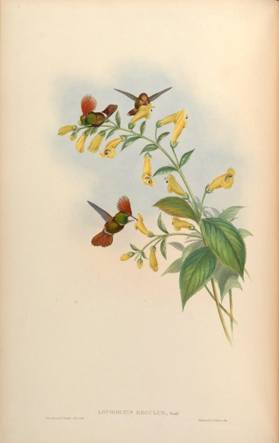 Lophornis regulus = Lophornis delattrei - John Gould